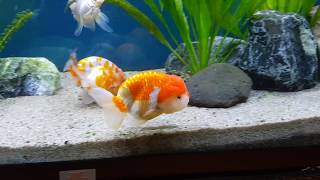 New LionheadRanchu Lionchu Goldfishs [upl. by Gilges778]