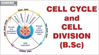 Cell Cycle and Cell DivisionBSc [upl. by Nibas]