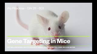 Aly Prockter GN311 Honors Project  Gene Targeting in Mice [upl. by Poore]