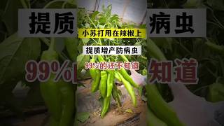 小苏打的妙用‼️ 种植 gardening 小苏打 [upl. by Saied]