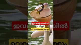 പെലിക്കൻ പക്ഷിയെ കണ്ടിട്ടുണ്ടോ shortsfeed [upl. by Eak]