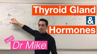 Thyroid Gland and Hormones [upl. by Newel]