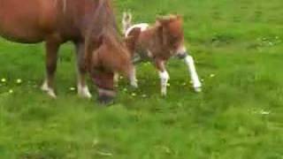 falabella filly 1 day old [upl. by Deery]