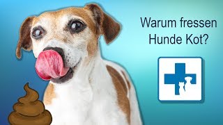 Warum frisst mein Hund Kot [upl. by Aalst305]