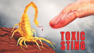 STUNG by the DEADLIEST Scorpion in America [upl. by Wenonah]