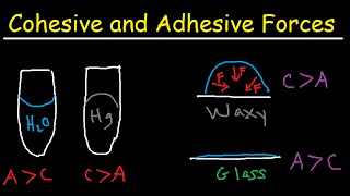 Cohesive and Adhesive Forces of Water [upl. by Ahseinod]