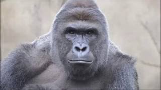 The Harambe Song [upl. by Arehsat]