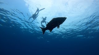 Potential World Record Fish  Action Packed Freediving [upl. by Towland956]