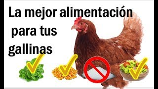 como alimentar gallinas ponedoras en casa y que esten muy felices [upl. by Ticknor676]