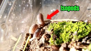 Isopod Enclosure  Roly Poly  Pill Bug  Setup [upl. by Maggio215]