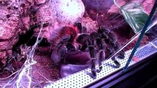 Lasiodora klugi giant tarantula [upl. by Ahseek]