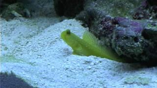 Goby and Pistol Shrimp Sand [upl. by Acisse]