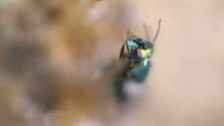 Complete Parasitoid Emergence Timelapse and Video [upl. by Aes893]