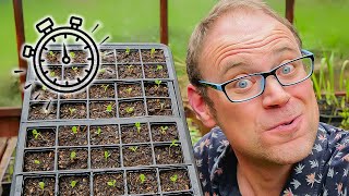 The Secret to Healthy Seedlings 🌱 How to Transplant Them [upl. by Babara]