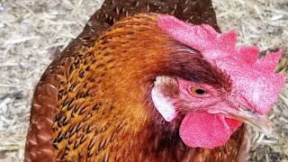 Chicken Breeds Whiting True Green Hens from Murray McMurray Hatchery [upl. by Ertemed681]