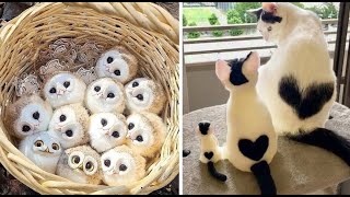 New Cute Baby Animals Videos Compilation  Funny and Cute Moment of the Animals 2  Cutest Animals [upl. by Yknarf]