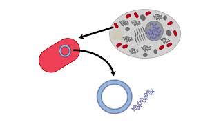 Mitochondrial Inheritance [upl. by Maiocco]