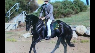 Stellarpark RockstarReg no192694 owned by Hardrock Australian Stock Horses Cliff Davis [upl. by Ateloj]