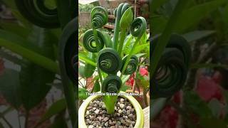 The Ultimate Guide to frizzle sizzle plant  albuca spiralisytshorts [upl. by Dow]