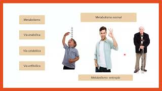 Metabolismo de carbohidratos lípidos y proteínas Visión General [upl. by Namien]