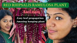 RED RHIPSALIS RAMULOSA PLANT care and propagation tips amazingplants rareplants catus gardening [upl. by Colpin]