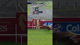 Youll never guess how many horses this commentator says in 30 seconds horseracing racingtv sport [upl. by Saire]