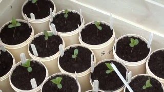 How to breed new apple varieties in the garden Part 5 Seedling germination and early care [upl. by Eniortna]