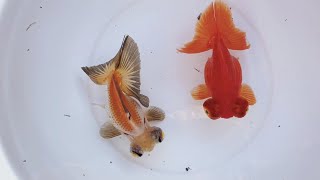 DemekinHigh quality beautiful goldfish are coming [upl. by Silvio]