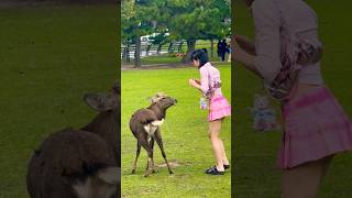 奈良の鹿に餌やりタイム外国人にとってもっとも楽しい時間⏰奈良公園🦌 [upl. by Stan980]