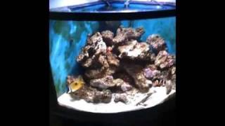 How to Introduce Zoanthids to a reef tank [upl. by Appledorf]