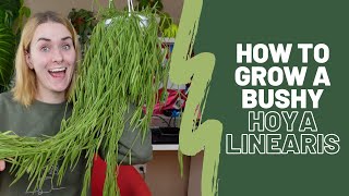 Hoya Linearis Care Guide  How to grow a bushy one [upl. by Oirretna967]