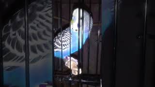 Owly Edit birds parakeet budgies [upl. by Anirat]