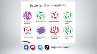 Descubren nuevo compuesto capaz de destruir bacterias super resistentes a los fármacos [upl. by Virgy]