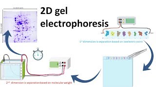 2D gel electrophoresis [upl. by Hightower689]