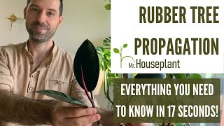 Rubber Tree Propagation All You Need to Know in 17 Seconds [upl. by Lapides]