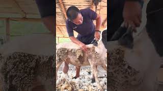 Sheep 🐑 wool cutting ✂️ viralvideo shortvideo shortsfeed sheep sheepwool wool [upl. by Caresa]