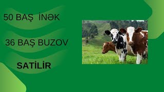 BAKİ MAL BAZARI SÜDLÜUK İNEKLER SATİLİR 36 BUZOV [upl. by Aleyak]