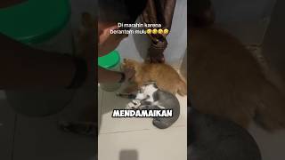 CARA MENDAMAIKAN KUCING YANG GELUT MULU [upl. by Lleksah]