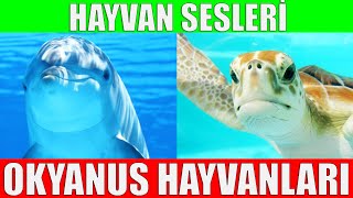 Okyanus Hayvanlarını Öğrenelim  Çocuklar İçin Hayvanlar [upl. by Elsa]