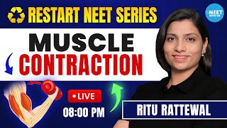 Muscle Contraction Mechanism  Locomotion and Movement  NEET Biology  Ritu Rattewal [upl. by Huppert]