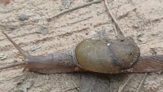 Snail slowly crossing dusty path snailvideo घोंघा snail snails snaillife snailpet mollusca [upl. by Carolee272]