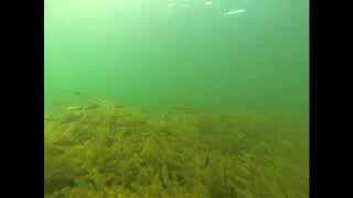 yellow perch and smallmouth bass Merrymeeting Lake 81717 [upl. by Fanchette]