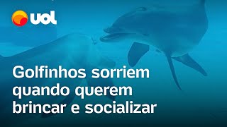 Golfinhos sorriem quando querem brincar e socializar [upl. by Meekyh]