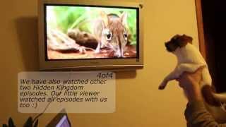 How dog reacts to television Jack russell terrier watches TV [upl. by Witty]