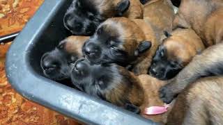 Puppies crying The sound that all dogs love Belgian Malinois [upl. by Prisilla791]