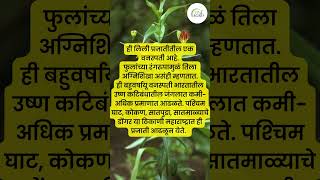 कळलावी  Gloriosa superba  औषधी वनस्पती  Medicinal plant [upl. by Anitrebla732]