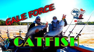 GALE FORCE Catfish [upl. by Benedicto412]