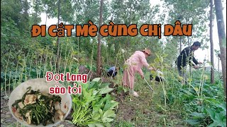 Ra Cánh Đồng Ngày Mưa Xong Hái Đọt Lang Về Sào Tỏi Nó Ngon Gì Đâu [upl. by Levenson]