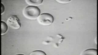 The Invasion of Erythrocytes by Malaria Merozoites [upl. by Nelda173]