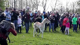 Ein Haflinger Fohlen geht seinen eigenen Weg  Weideauftrieb Meura [upl. by Eadrahs]